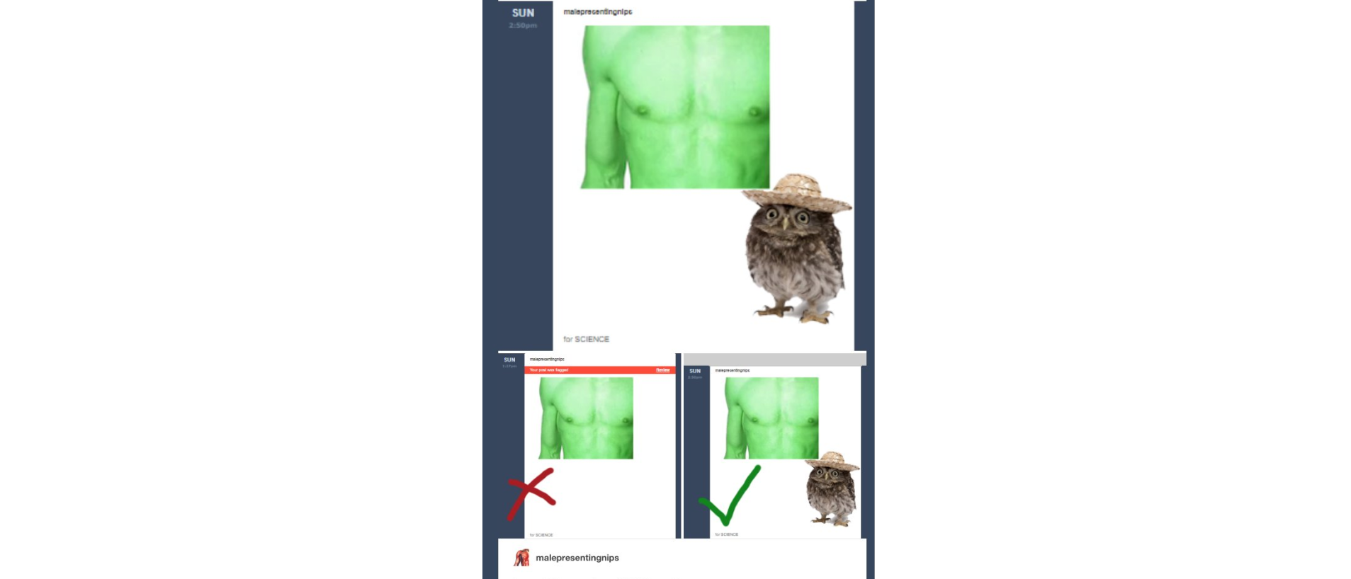 Owl pics? Here's how Tumblr censor bots are being fooled