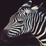 [Stable version now live] Zebra, the well-known jailbreak package manager, gets first release candidate update