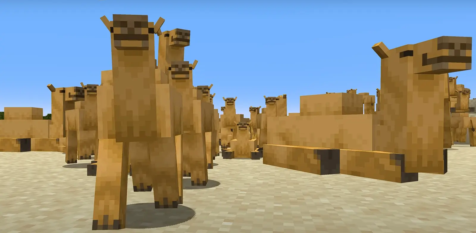 Secret powers of Camels you probably didn't know existed in Minecraft